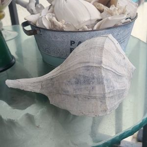 Large Queen Helmet Trumpet Seashell Conch HUGE